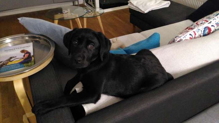 Challenge Nr 14
Eure Fellnasen auf ihrem Lieblingsplatz-Beitrag-Bild