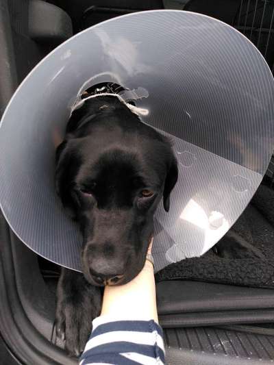 ED FCP Erfahrungen-Beitrag-Bild