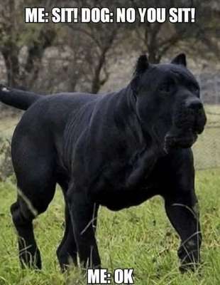 Hunde Memes-Beitrag-Bild