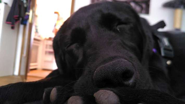 Labradorfans-Beitrag-Bild