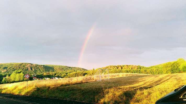 Die wunderschöne Welt mit Hund.-Beitrag-Bild
