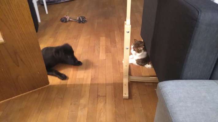 Hund und Katz Momente-Beitrag-Bild