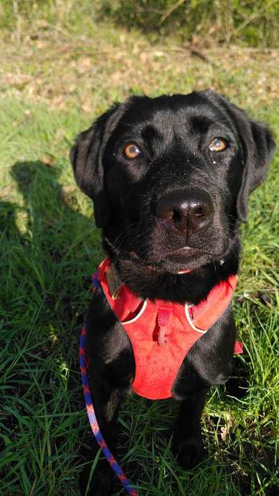 Labradorfans-Beitrag-Bild