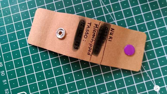 Bastelstunde für den Vierbeiner-Beitrag-Bild