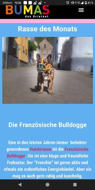 Brachycephale Hunderassen-Beitrag-Bild