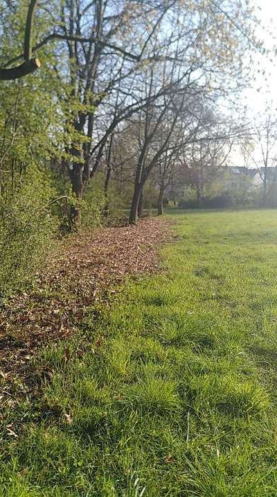 Die wunderschöne Welt mit Hund.-Beitrag-Bild