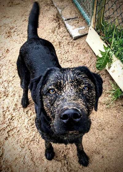 Labradorfans-Beitrag-Bild