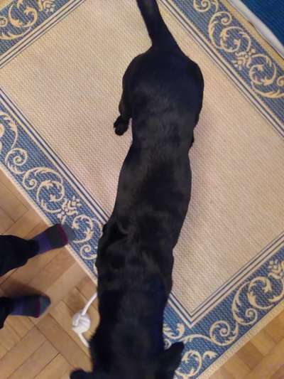 Der Gewichts-Thread-Beitrag-Bild