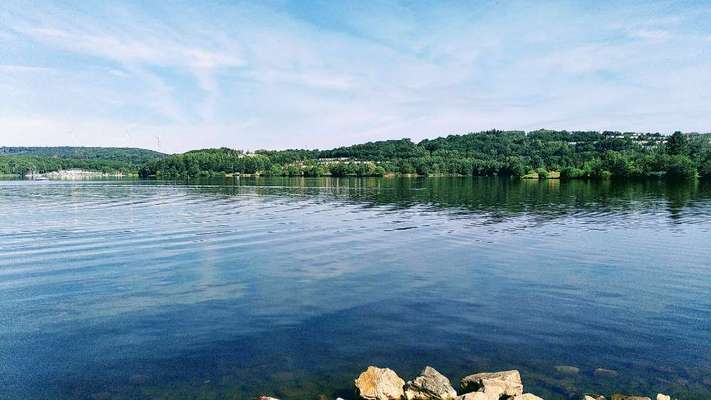 Die wunderschöne Welt mit Hund.-Beitrag-Bild