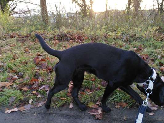 Der Gewichts-Thread-Beitrag-Bild