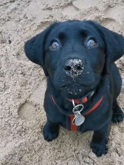 Labradorfans-Beitrag-Bild