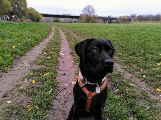 Reinrassige Hunde?-Beitrag-Bild