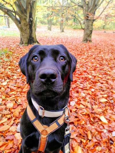 Dogorama Photo Challenge - Hundeblick zum hinschmelzen-Beitrag-Bild