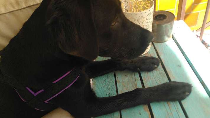 Umfrage zur relativen Schnauzenlänge-Beitrag-Bild