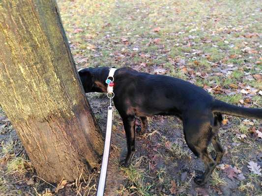 Der Gewichts-Thread-Beitrag-Bild