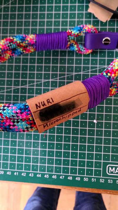 Bastelstunde für den Vierbeiner-Beitrag-Bild