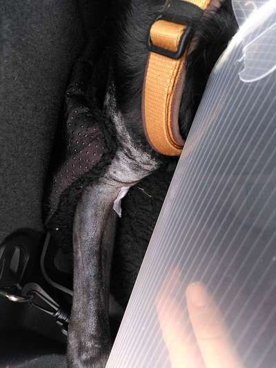 ED FCP Erfahrungen-Beitrag-Bild