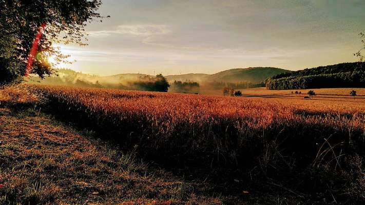 Die wunderschöne Welt mit Hund.-Beitrag-Bild