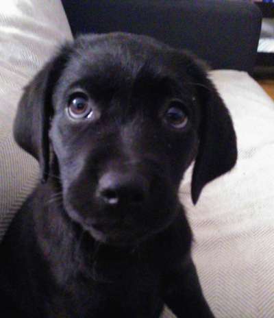 Labradorfans-Beitrag-Bild