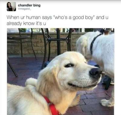 Hunde Memes-Beitrag-Bild