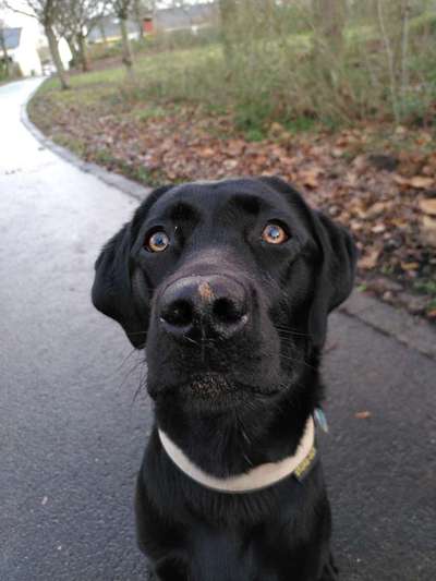 Immer der Nase nach - die schönsten Jagdhund-Bilder-Beitrag-Bild