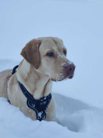 Foto's und Hundemodels-Beitrag-Bild