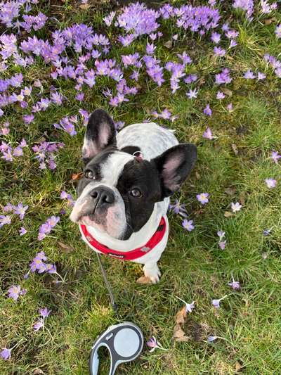 Die Dogorama Monats Challenge "Es grünt und blüht"-Beitrag-Bild