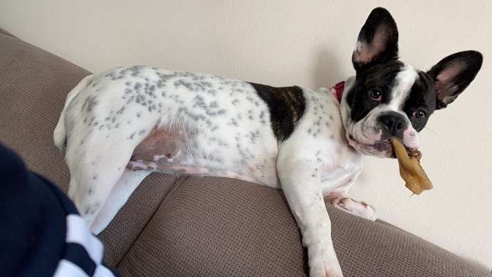 Französische Bulldoggen-Beitrag-Bild