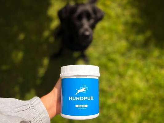 tests-Dogorama Test und Bewertung von Hundpur® Gelenke mit Perlenkomplex-Bild