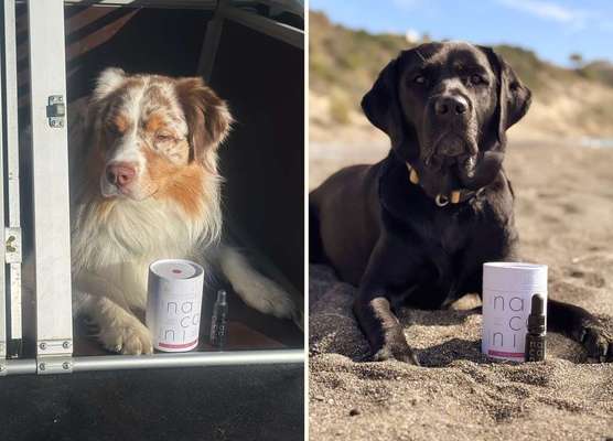 tests-CBD für Hunde - naturreines CBD-Öl und CBD Leckerlis von nacani im Dogorama Test | mit Community Intensivbegleitung -Bild