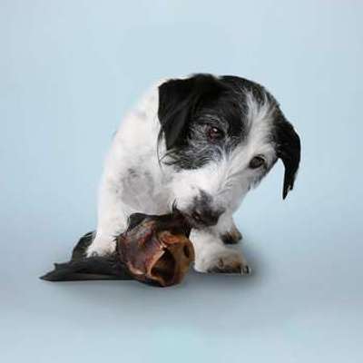 tests-Tierliebhaber Rinderohren mit Fell-Bild