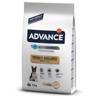 tests-Advance French Bulldog mit Ente-Bild