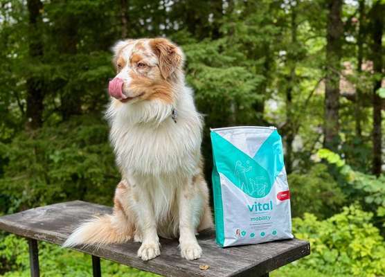 tests-Wir testen mera vital mobility Hund | Trockenfutter bei Gelenkerkrankungen und Entzündungen-Bild