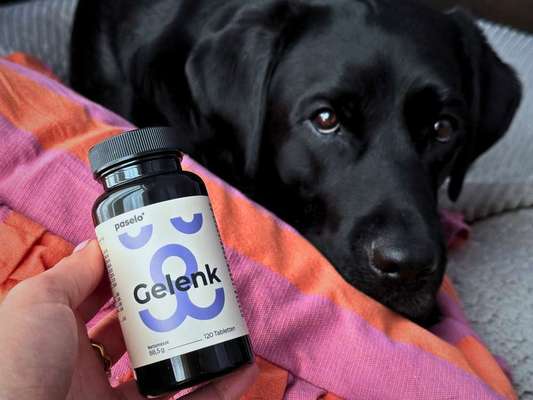 tests-Dogorama Futtertest: paselo® Gelenktabletten – Hochdosierte Gelenkunterstützung für Hunde 🐶-Bild