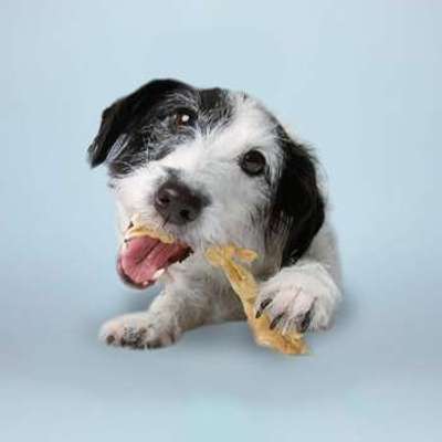 tests-Tierliebhaber Lammkopfhaut-Bild