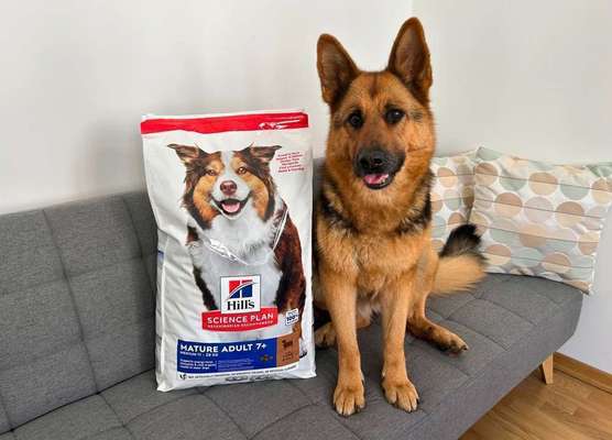 tests-Optimale Versorgung für ältere Hunde: Hills Science Plan Hund Medium Mature Adult 7+ Lamm & Reis Testbericht & Erfahrungen-Bild