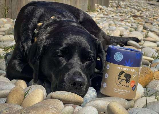 tests-Großer Dogorama Test der Chillax Hundekekse mit CBD inklusive Bewertungen-Bild