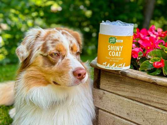 tests-Irish Pure Shiny Coat im Dogorama Test | Erfahrungen mit den Nahrungsergänzungsmittel Snacks für schöneres Fell-Bild