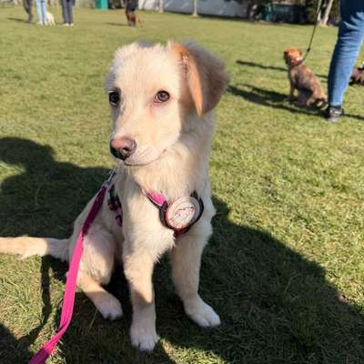 Hundetreffen-Ruhiger Gassi- & Spielpartner für unsichere Junghündin-Bild