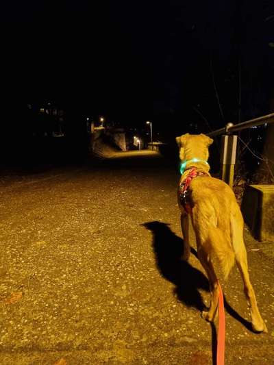 Beleuchtung beim Gassigang-Beitrag-Bild