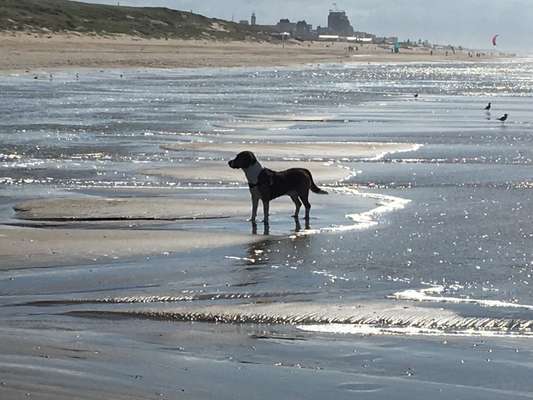 Dogorama-Monats-Challenge-Mai "Wasser"-Beitrag-Bild