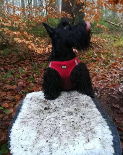 Ausbruchsicheres Geschirr-Beitrag-Bild