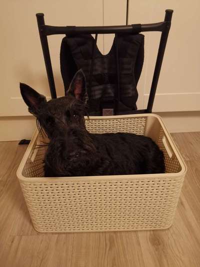 Hunderucksack-Beitrag-Bild