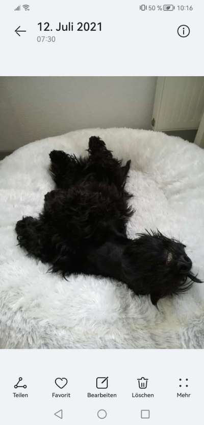 Fotosammlung: ,,Der natürliche Hund" Unbearbeitet, ungestellt und in Natura-Beitrag-Bild