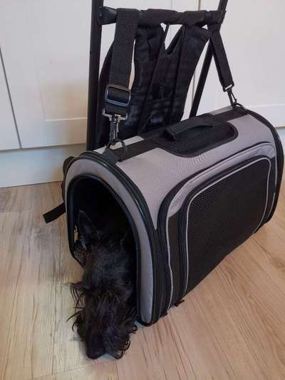 Hunderucksack-Beitrag-Bild