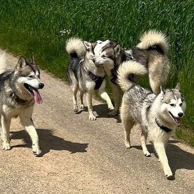 Titelbild Gruppe Schlittenhunde Pforzheim/Enzkreis