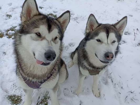 Husky-Beitrag-Bild