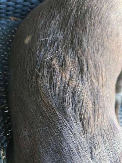 Haarausfall-Beitrag-Bild