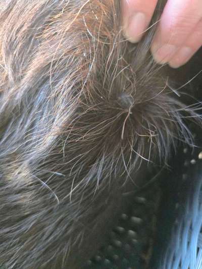 Haarausfall-Beitrag-Bild