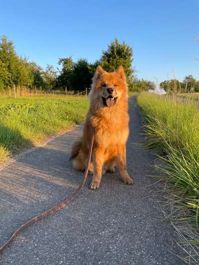 Eurasier-Beitrag-Bild